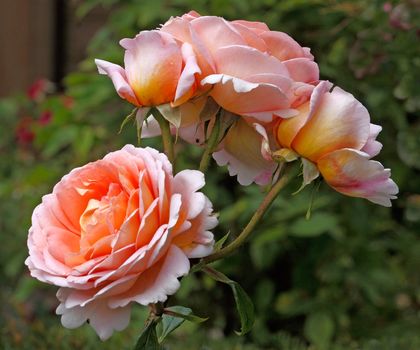 The Abraham Darby rose has blooms that have shades of pink, apricot and yellow and can grow up to about five feet tall. 