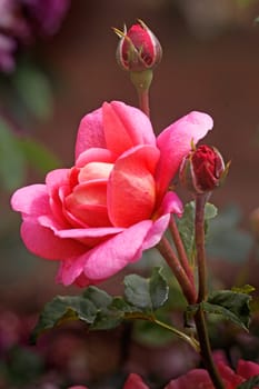 The Christopher Marlowe is a shrub rose growing only to about three feet, with a pleasant scent.
