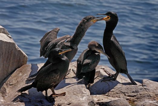 A shag family with one of the juveniles is about to take food from the adult male, on the Farne Islands in Northumberland, England.