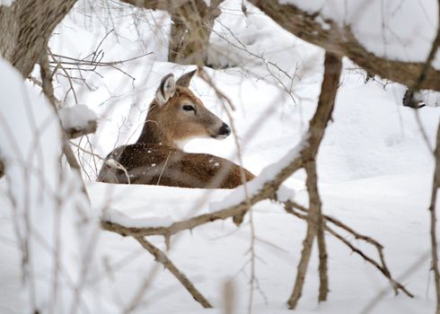 Whitetail deer doe bedded in the woods in winter snow.