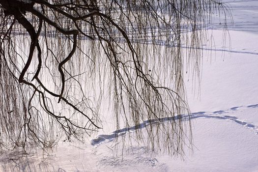 Aphyllous willow branches hang over the snow-covered ice frozen river