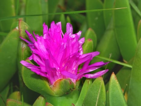 A pretty pink flower in Warrnambool, Australia