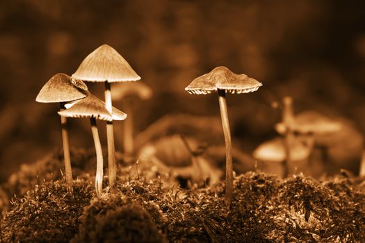 Group forest inedible mushrooms of late autumn. Sepia