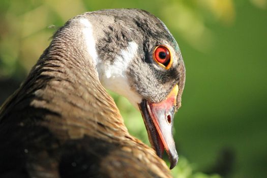 duck brown and white and eyes red