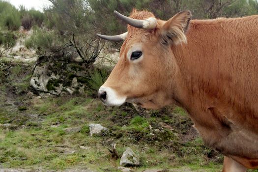Typical cows of Barroso region