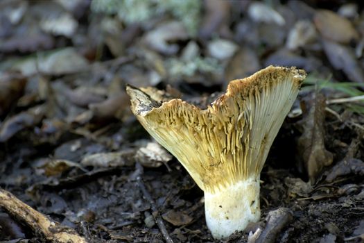 Mushroom growing between fallen autumn leaves