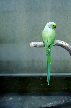 green parrot in a bird zoo at Madeira