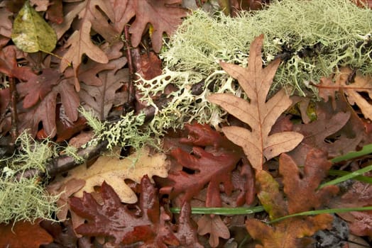Fallen lichen and autumnn leaves at forest ground