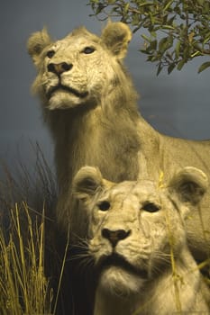 two female lions, dark blue background, 