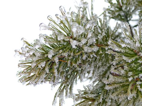 Ice-covered branch of a pine tree; winter season backgound