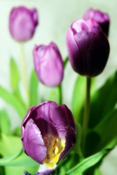 bunch of purple tulips against a soft background