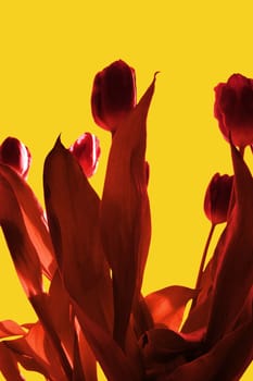 bunch of red flaming tulips against a yellow background