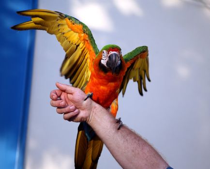 Green and gold macaw with wings outstretched while standing on a man's arm