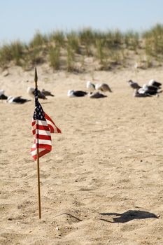 small american flag on a beach, resting sea gulls in background