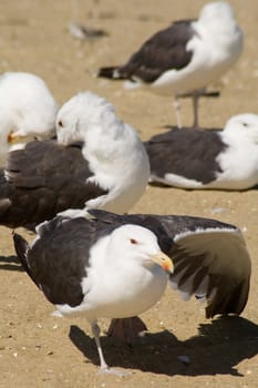 several sea gulls on a sandy beach, detail photo
