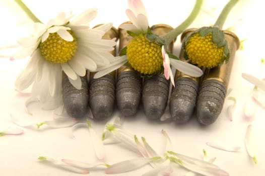 six gun bullets and white petals from dying flowers, white background
