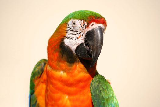 Beautiful green and gold macaw head shot