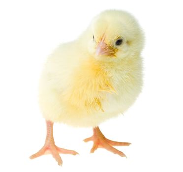 single small yellow chick, isolated on white