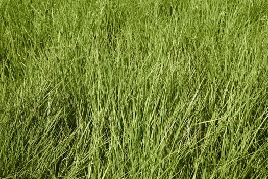 Overgrown gorgeous green grass background on a sunny day