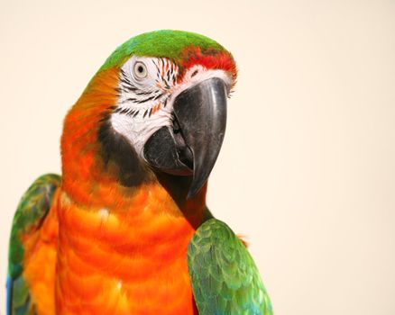 Beautiful green and gold macaw head closeup