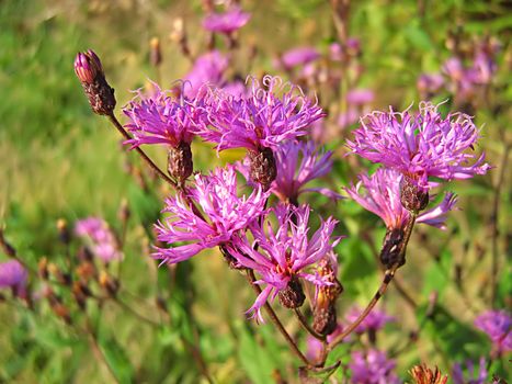 A photograph of a lavender flower in a field.