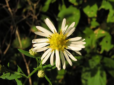 A photograph of a white flower in a field.