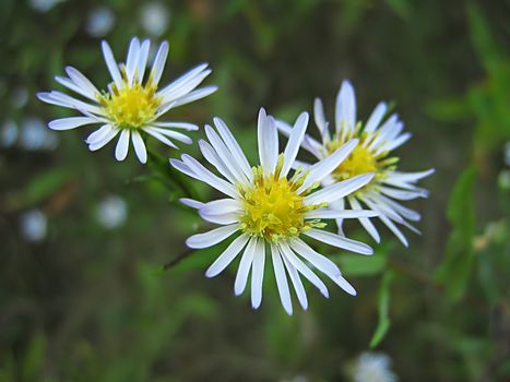 A photograph of a white flower in a field.