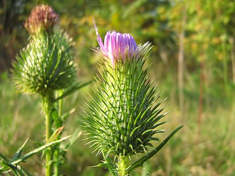 A photograph of a lavender flower in a field.