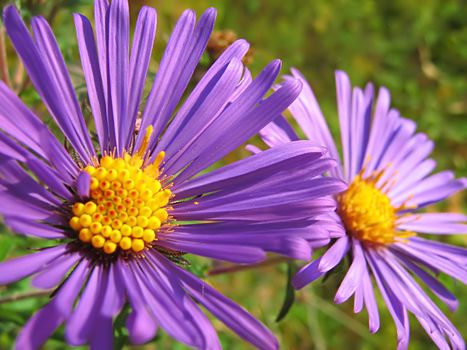 A photograph of a lavender flower in a field.