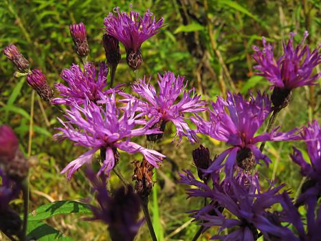 A photograph of a lavender flower in a field.