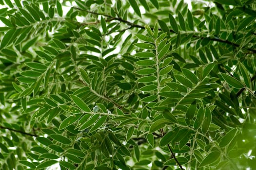 Small green leaves of tree of the Brazilian atlantic rainforest.