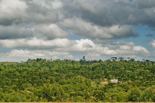 House in the forest of Brazilian Pine Tree in Southern Brazil.