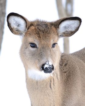 Whitetail deer yearling standing in the woods in winter snow.