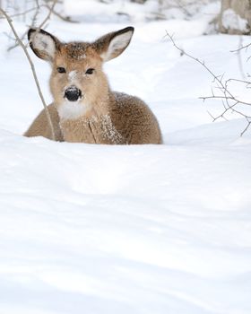 Whitetail deer yearling standing in the woods in winter snow.