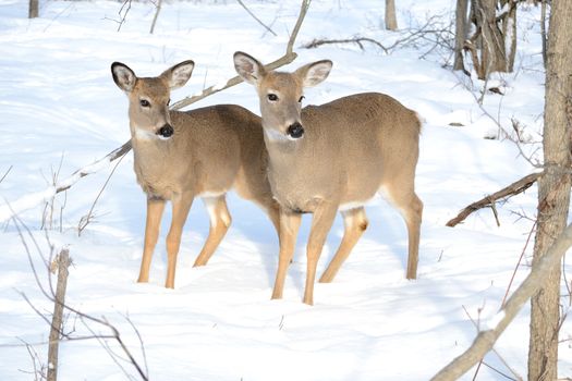 Whitetail deer yearling standing in the woods in winter snow.