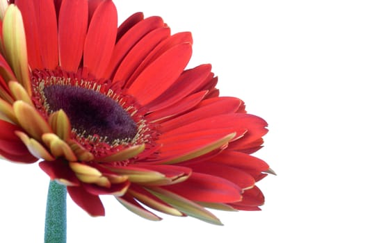 part of beautiful red gerbera flower, isolated on white