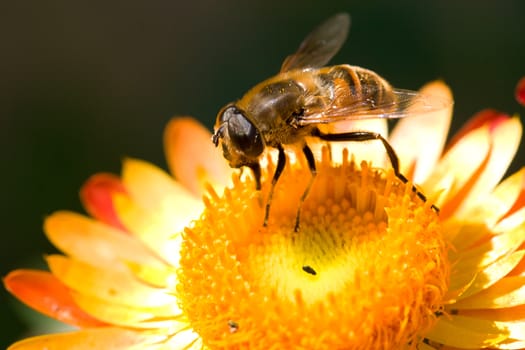 close-up bee on yellow flower collects nectar