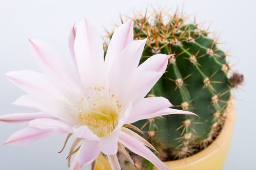 close-up blossoming cactus with big white flower