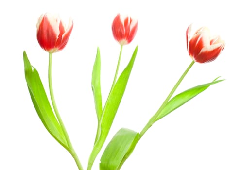 bouquet of three red-white tulips, isolated