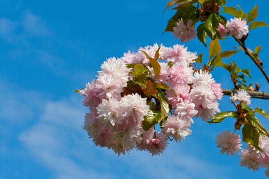 branch of blossoming plum-tree on blue sky