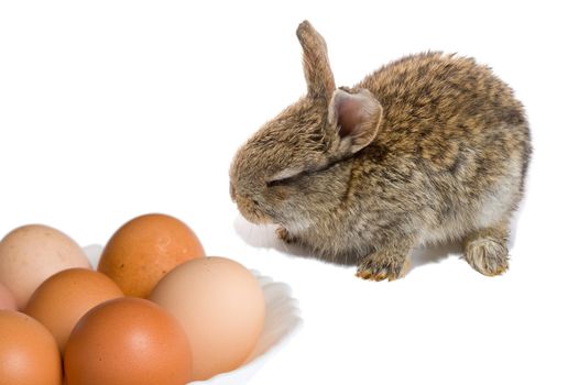 bunny and easter eggs, isolated on white