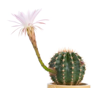 close-up blossoming cactus with white flower, isolated