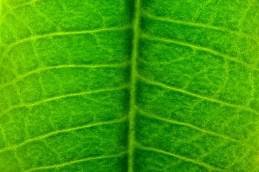 close-up green leaf texture, macro shot