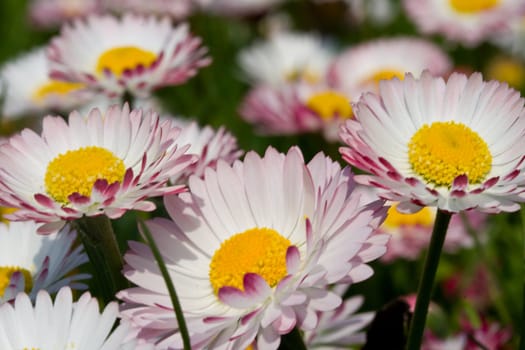 close-up meadow with many daisies