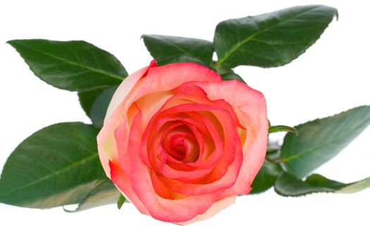 close-up pink and white rose, view from above, isolated