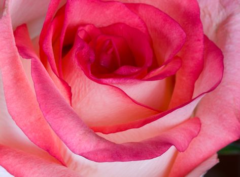 close-up pink white rose, macro shot