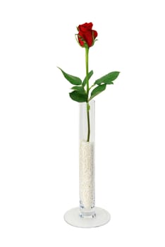 Single rose in simple glass vase filled with beads isolated on white background