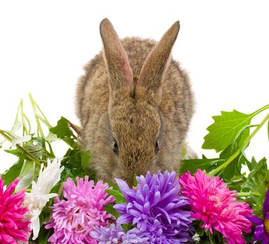 close-up small bunny and aster flowers, isolated on white