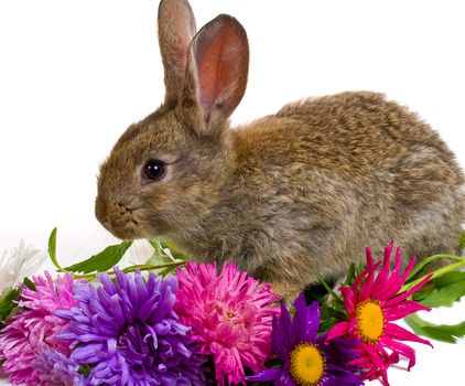 close-up small bunny and aster flowers, isolated on white