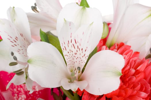 close-up wedding bouquet with orchid and chrysanthemum, isolated on white